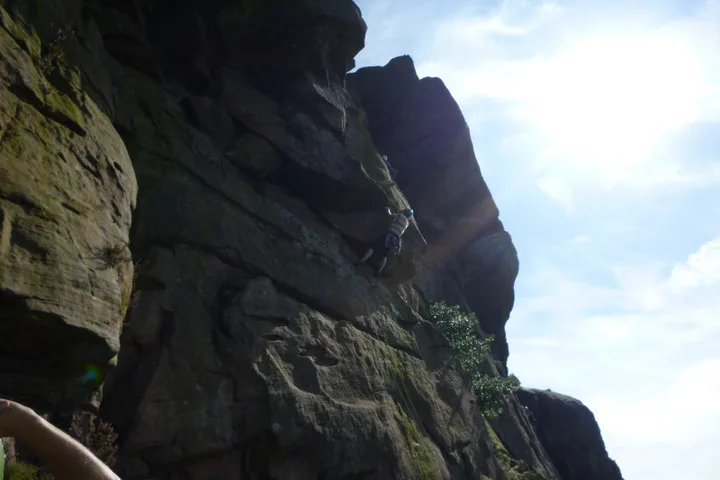 Roaches climbing photo
